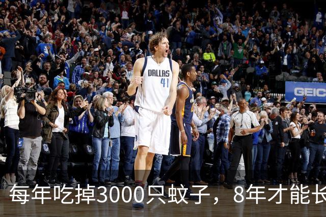 每年吃掉3000只蚊子，8年才能长大，却被人类作为美食大量捕捉